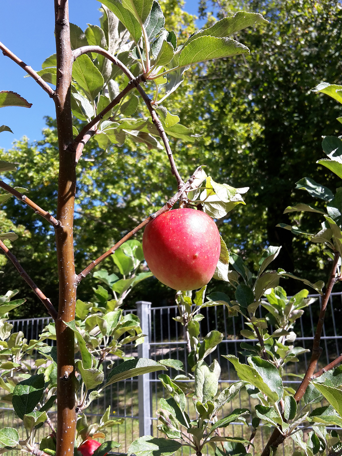 schulgarten_002