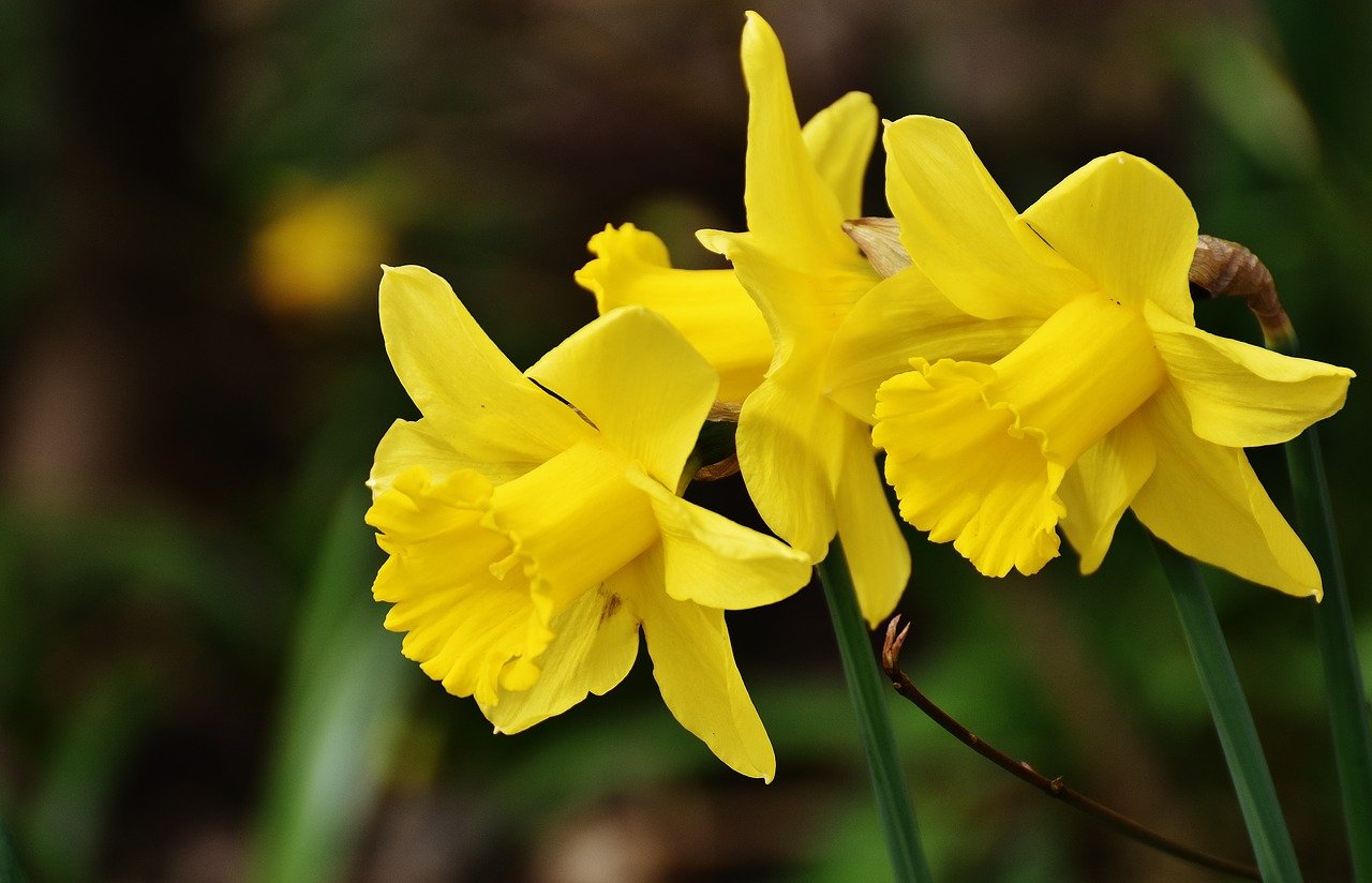 Daffodils G670a50495 1280